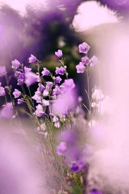 진실한 마음은
사람을 움직이게 하는거야

진실한 사람은
말로 하지 않아도
눈에 보이지 않아도
마음으로 느껴지고 만질수 있는거야

거짓된 사람은
언젠가는 초라한 가면을 벗을 날이 오지만

진실한 사람은 시간이 지날수록
더 화려하게 빛이나게 되는거야