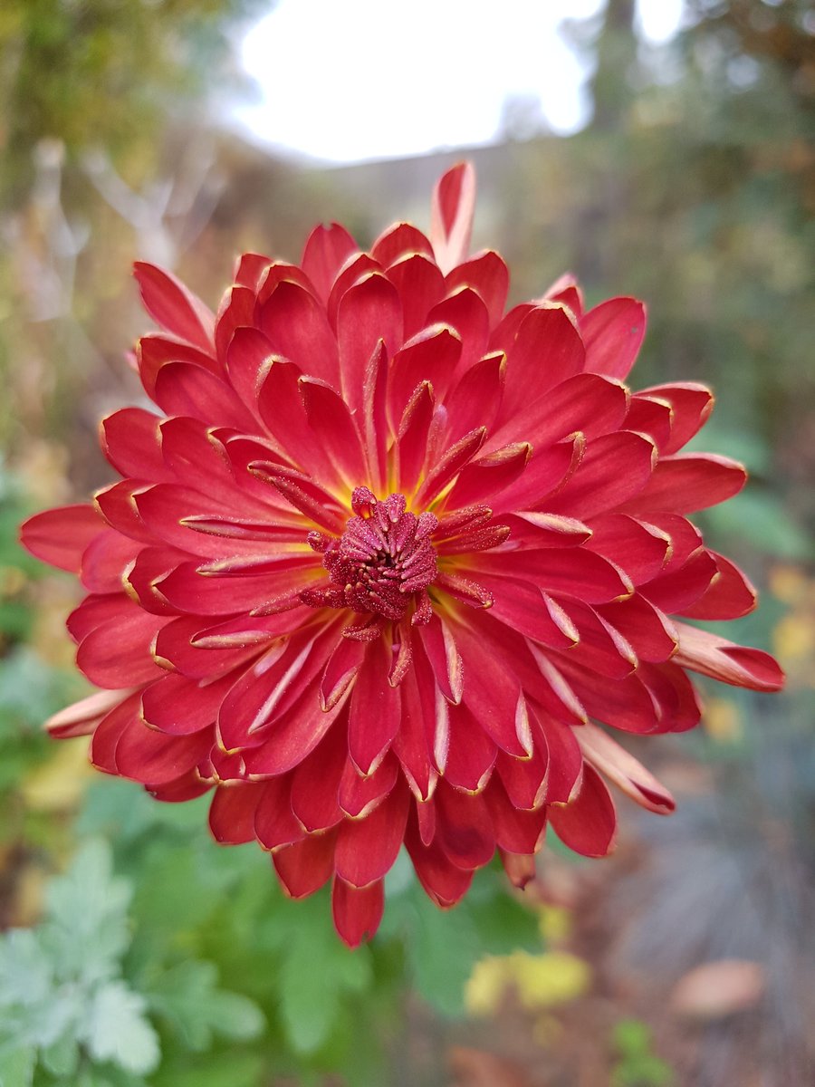 DCLCLai's tweet photo. You would like #prettypinks into #autumn #winter #colours @bluejwilson @spotdogflowers @mr_plantgeek @LinksLighthouse @dreambakesteam πππΊ https://t.co/CqgsEJOd6L