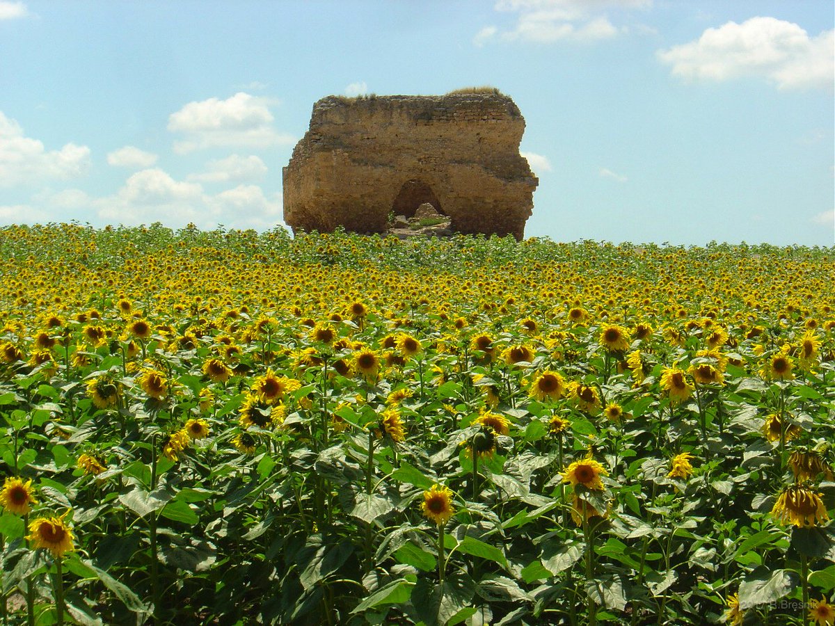 AstroKomrade's tweet image. North of the Straights of Gibraltar, in southern Spain lies the city of Moron with its endless fields of sunflowers. #OneWorldManyViews