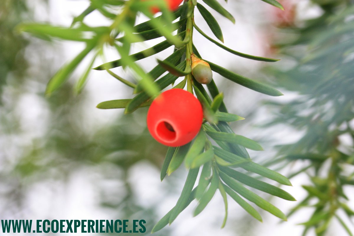 EcoExperience_'s tweet photo. Belleza mortal: #arilo de #Tejo (Taxus baccata) https://t.co/Hk19l76ZTQ