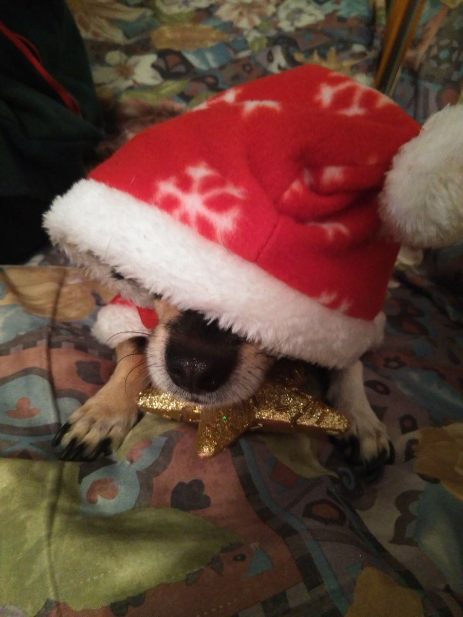 MoniKawaii24655's tweet photo. @LosSimsdeAni ¡¡¡Mi perro ya se adelanto a las navidades!!! 😂😂😍🎅🎉🎉 https://t.co/eApZRGrimw