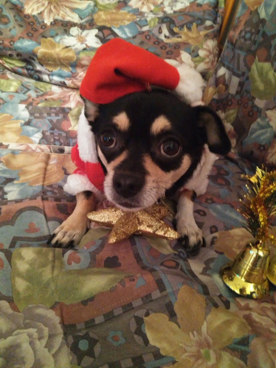 MoniKawaii24655's tweet photo. @LosSimsdeAni ¡¡¡Mi perro ya se adelanto a las navidades!!! 😂😂😍🎅🎉🎉 https://t.co/eApZRGrimw