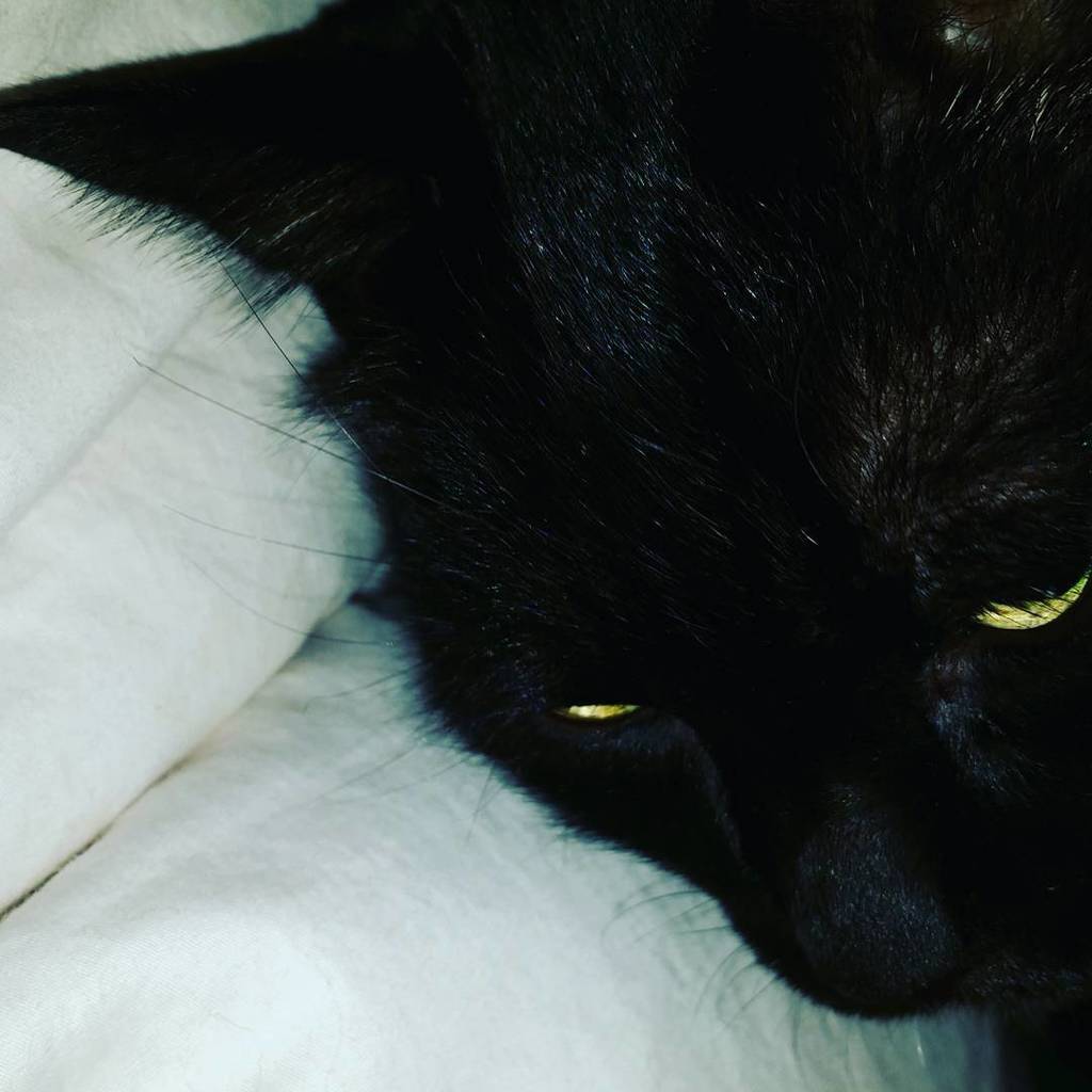 SLF_SPD's tweet photo. さすがに今夜は寒いらしくスコスコと布団に入ってくるモク☆

#catphoto #cat #blackcat #catonthebed #instagram https://t.co/y19xBcjCKX https://t.co/q989eV7ABH