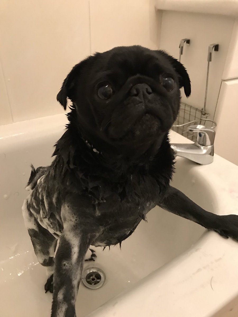 PeterBayliss's tweet photo. Someone really smells after that long walk. So bath time it is!!
#FredThePug #CocoThePug #PugInATub https://t.co/t6h6wo77TS