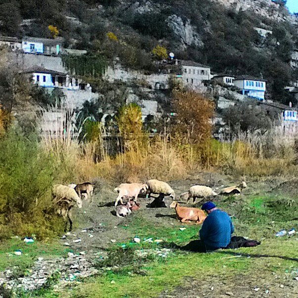 VagaBobTravel's tweet photo. Shepherding along the banks of the canyon-fed Osum River
#albania #osumriver #berat #shepherd #shepherding #chillin #tranquility #culturallyimmersivetravel #wanderlusting https://t.co/M9aPU3cpHw