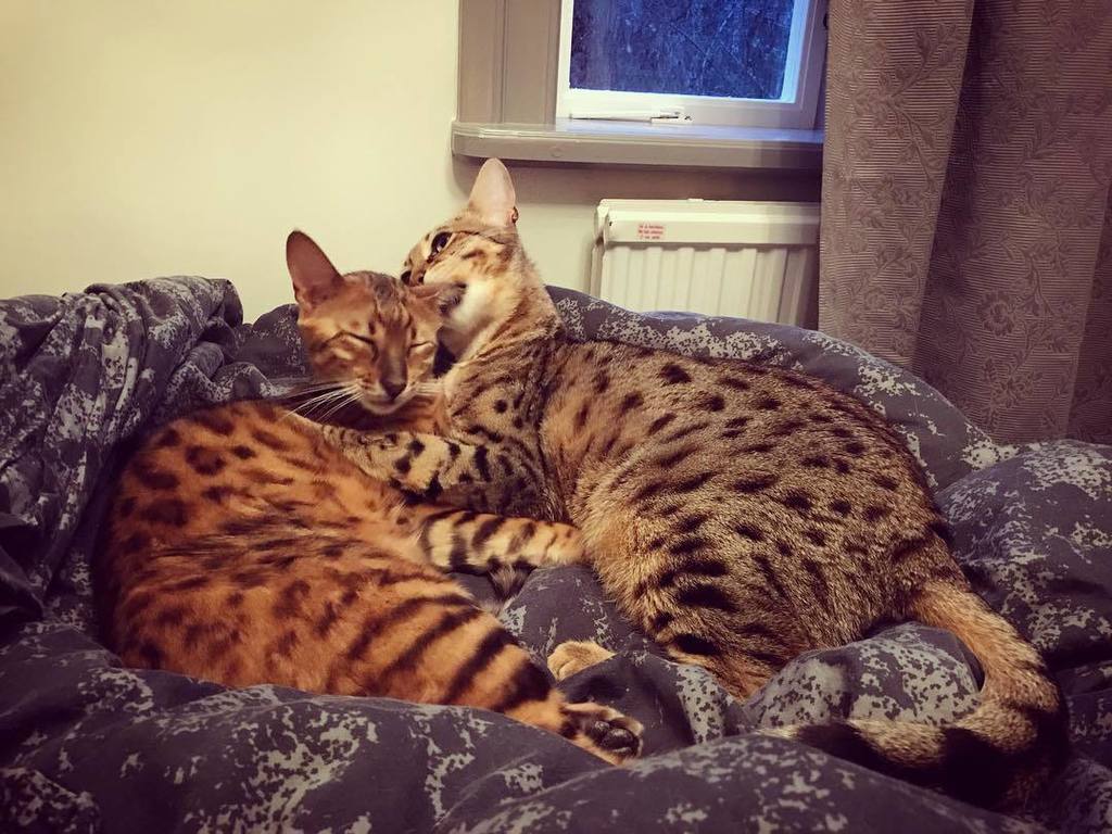 MiesZko's tweet photo. #daimon and #leonidas having a moment. #bite #savannah #cat #kitten #catsofinstagram #risingsavannah #cuddlemode #countryliving #Sweden #winter https://t.co/v6droCpahu https://t.co/SNp8b8kyYP https://t.co/5g1PpxJHny