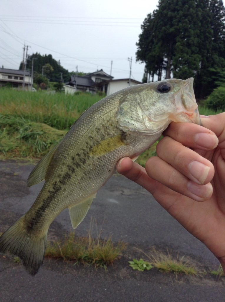 REID_JAPAN's tweet photo. バス釣り行きたいなー！
前釣ったバスの写真でものせとくか！笑笑 https://t.co/YNv3vOeOLt