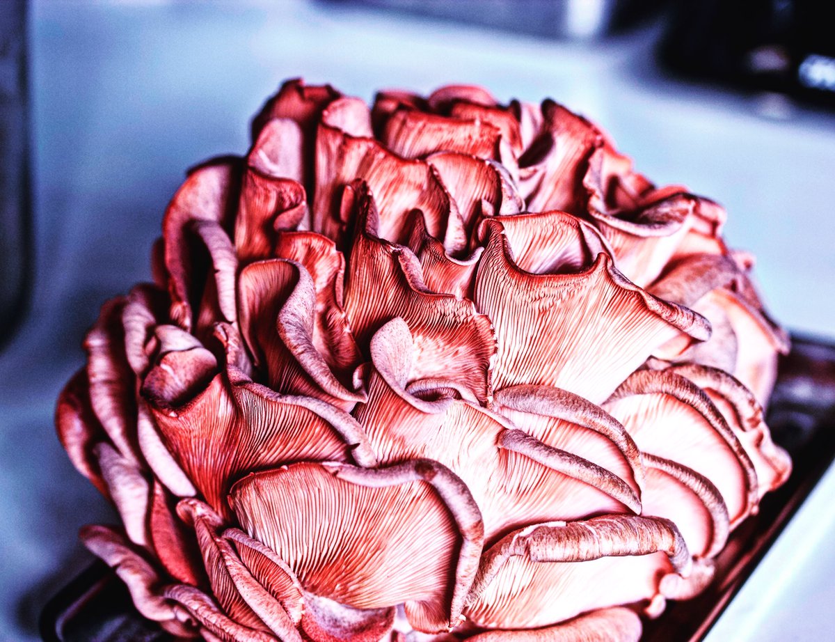 🍀<a href="/smallhold/">Smallhold</a>: a new way to grow up fungi🍄 
For more info check out our last article!🌎
verticalfarmingitalia.com/2017/11/17/fri…
#verticalfarming #nycagtechweek17 #fridayproject #verticalfarmingitalia