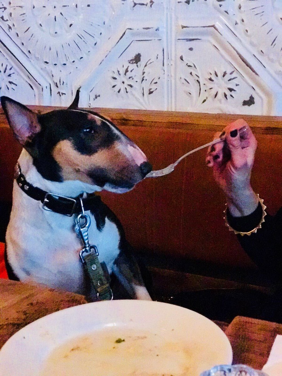 Prudence loved her brunch <a href="/ShanesCanalside/">Shane's On Canalside</a> #Goodfood #havingfun #dogfriendly 🐶❤️🐕