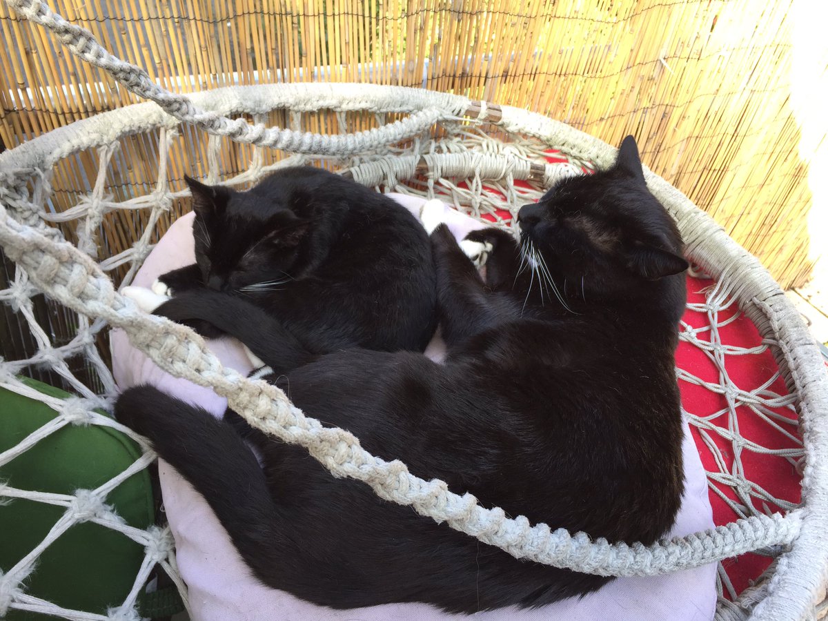 abcrjslm's tweet photo. Meine Babys ❤️🖤💛💚💙💜
Fussel (links) und Isildur (rechts) https://t.co/A3SVHMwSI5