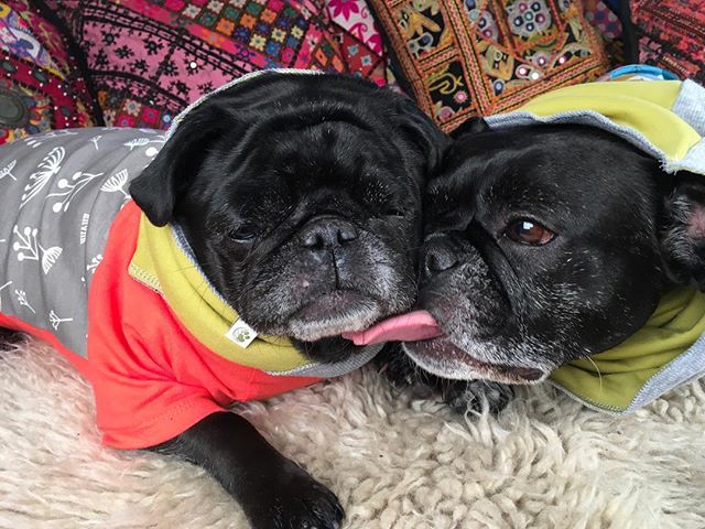 #apugandafrug #wondertwinsactivate #organicliving #ecopup #nebulathepotbellypug #organiccotton #onlineboutique #momsandpops #madeincanada