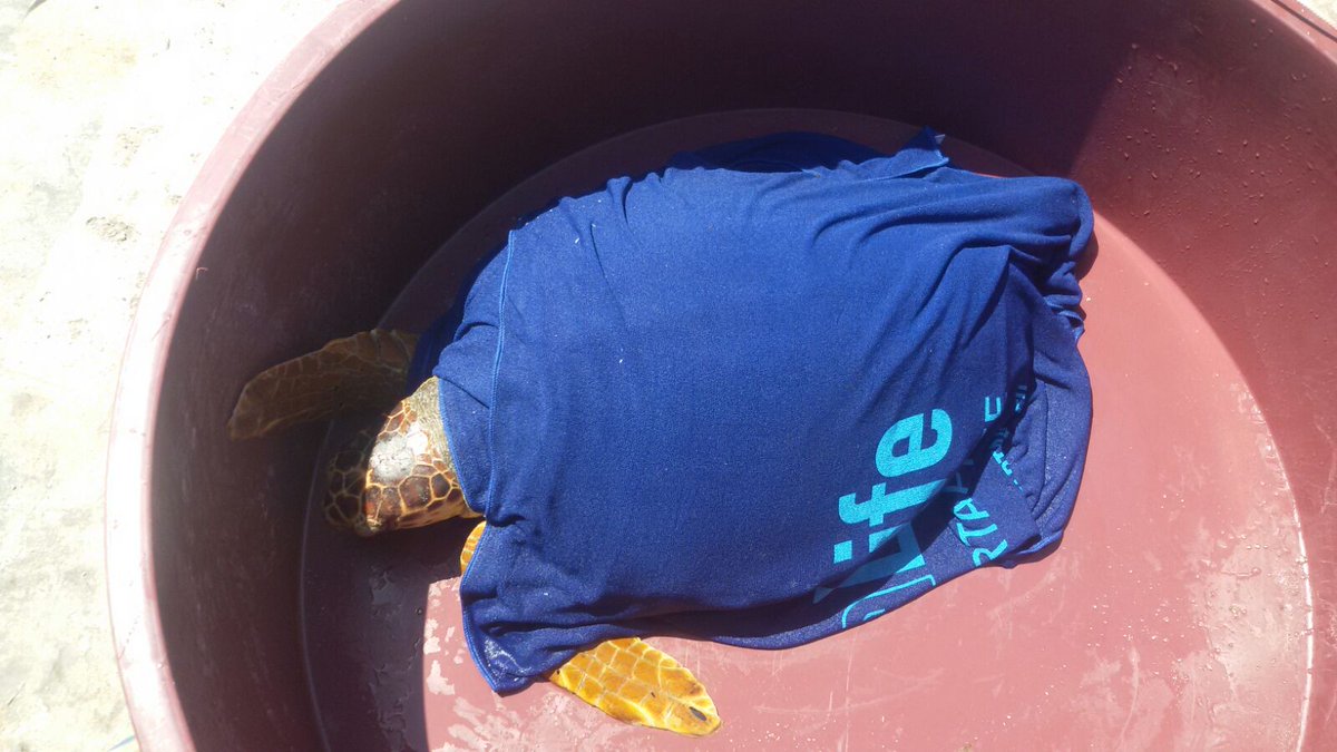 Domani torna in libertà anche Luna, giovanissimo esemplare di #Caretta vittima di una cattura accidentale e di una lenza, che gli ha fatto perdere un arto. Ma si è ripresa alla grande, presso il#CentroPrimoSoccorso di <a href="/AmpEgadi/">AMP Isole Egadi</a>