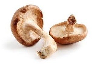 Proef deze week de, van oorsprong Japans/Chinese, shiitake in onze Oosterse noedelsoep. Geniet van de krachtige paddenstoelen geur en smaak die deze paddenstoel met zich meebrengt. Morgen voor 10.00 uur besteld en je krijgt de tas die dag nog thuis!