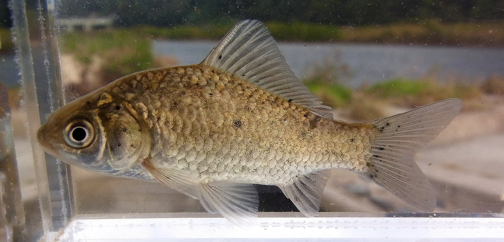 Rhodeus 少年たちが捕った魚 ギンブナ フナ類は黒点病のものが多いので きれいな魚体の個体に出会うと嬉しくなる どこにでもいる種類で ぞんざいに扱う人がいるのは悲しい 案外長期飼育するのは難しい魚なのにねえ T Co Uajqsbhj7y Twitter