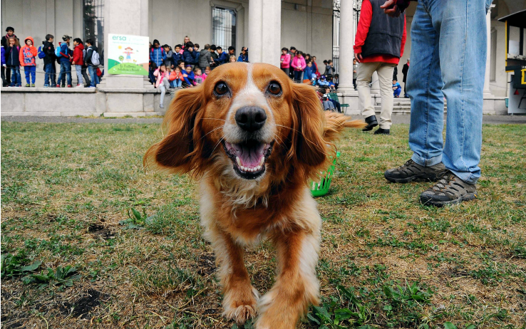 SkyTG24's tweet photo. Avere un cane migliora la salute del padrone https://t.co/tZTVGv8sjY #saluteebenessere https://t.co/pt0a0F5L2M