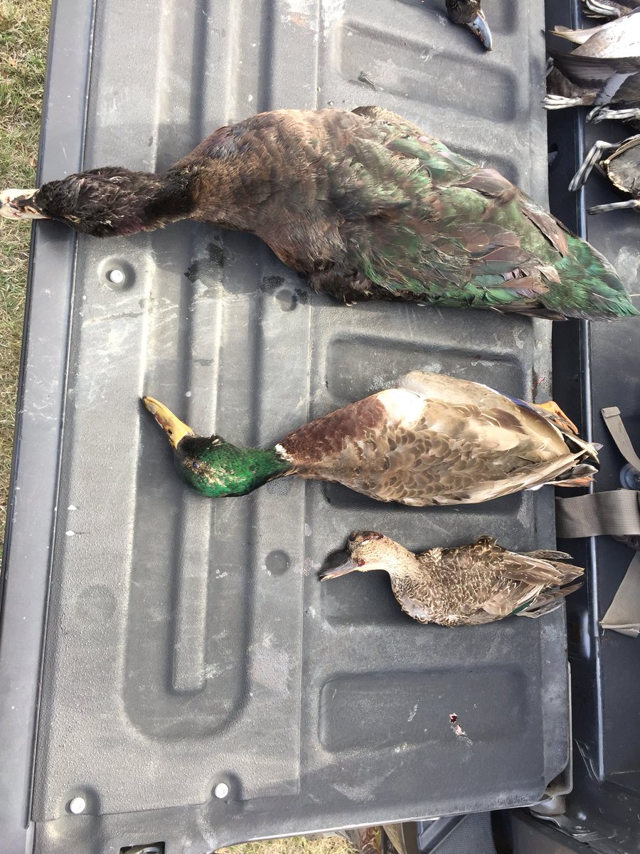 HookEmSharp's tweet photo. @DucksUnlimited need help identifying this bird taken in Navarro County, TX today. https://t.co/sUpHOsynrl