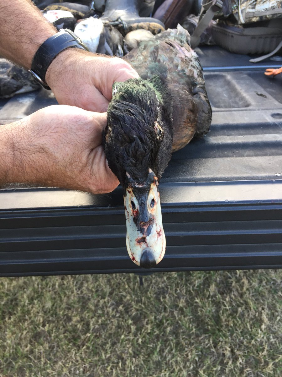 HookEmSharp's tweet photo. @DucksUnlimited need help identifying this bird taken in Navarro County, TX today. https://t.co/sUpHOsynrl
