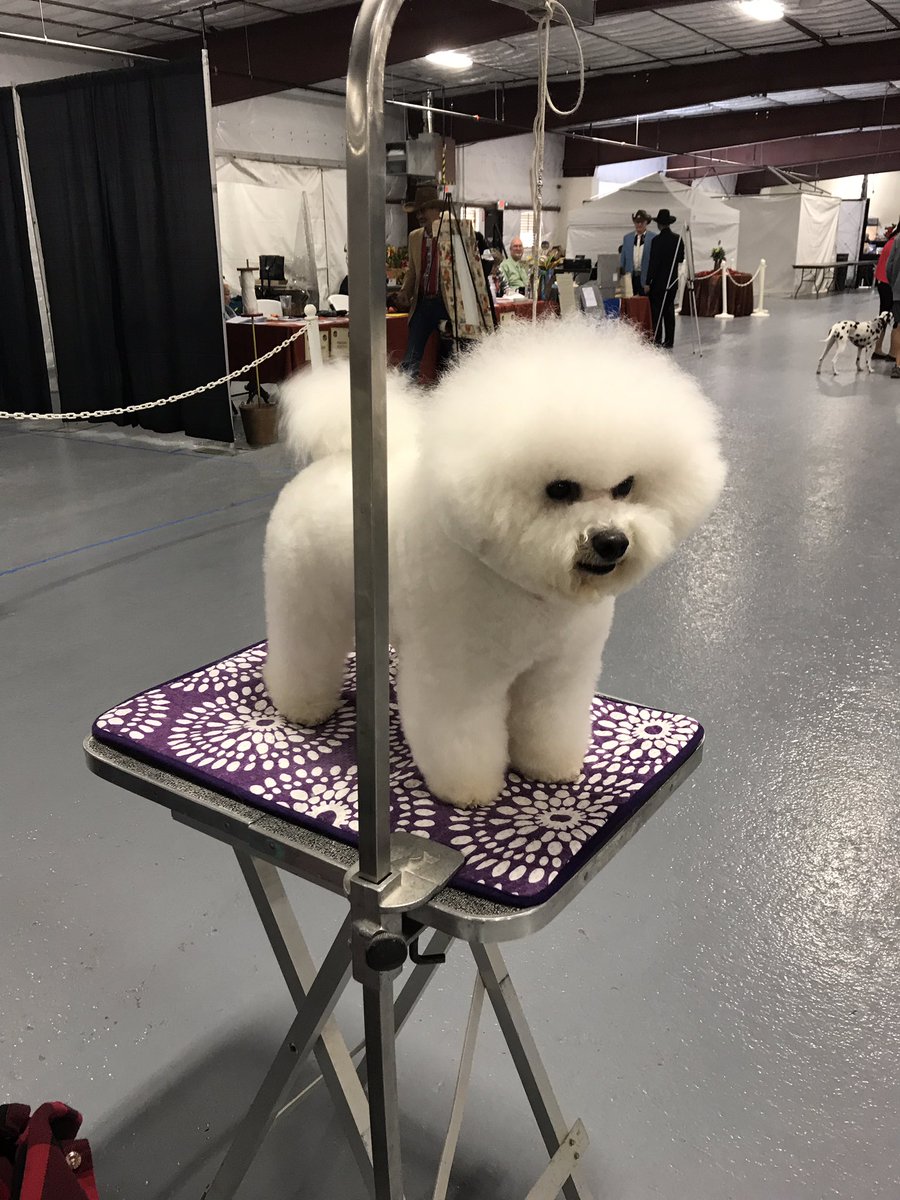 Let's help clean up some cute show dogs! ✂️✂️✂️#DATlife <a href="/ashleybeltz84/">Ashley</a> <a href="/CarrieVillani/">Carrie Villani</a> <a href="/ssklr11/">Kristie Reisenweaver</a>