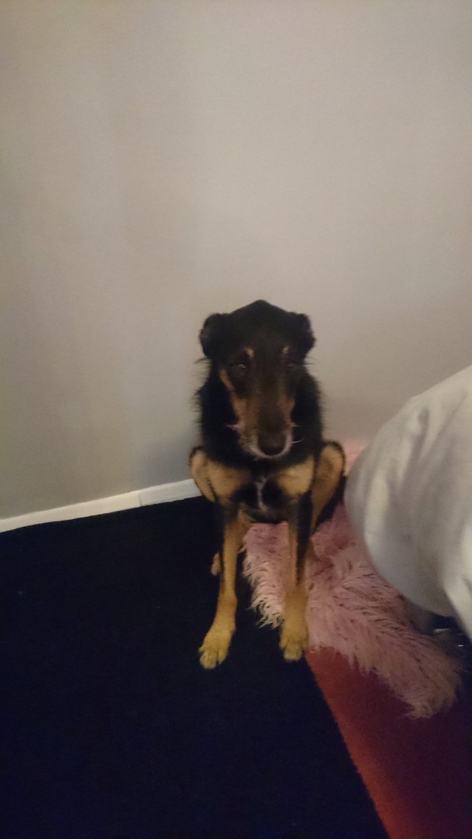 Emily_DRI's tweet photo. So hard to go to work when you get this look of your dog for leaving him! Wish i could take him with me! #dog #worklife #DRI #receptionst https://t.co/hpYOwRm5nC