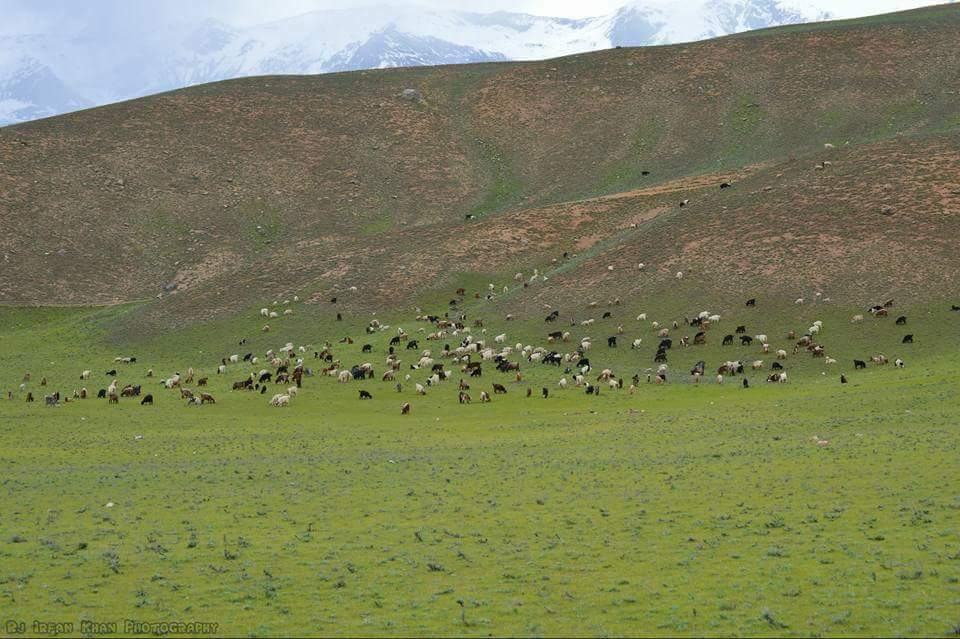 EcoVibeExplorer's tweet photo. #Qaqlasht is a flat terrain located about 80 km north of #Chitral town and approachable by 1.5 hours drive. 
In early spring, this plane transforms into a picnic resort with a carpet grassy and tiny yellow flowers stretched miles and miles.
#Traveller 
#BeautifulPakistan https://t.co/apDZkQKZ5S