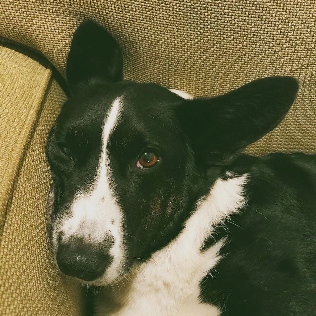 corgipuppie's tweet photo. https://t.co/8Q0ED9WvAC https://t.co/PnkLuVVjpL