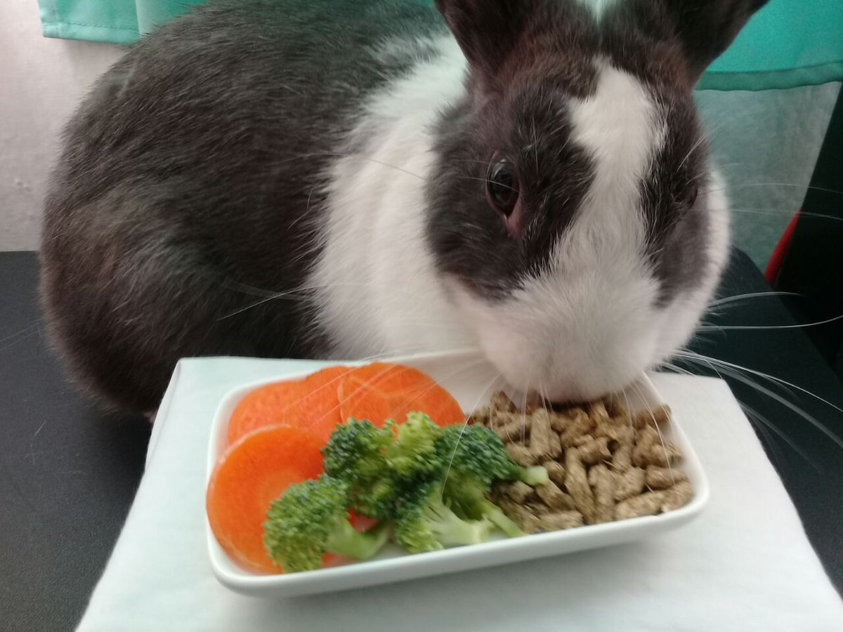 mrsTheirin's tweet photo. @LosSimsdeAni  quien dice que los conejos no van al restaurante.
Aquí Queenie, toda casual mi niña. https://t.co/PVYdIVfMO7