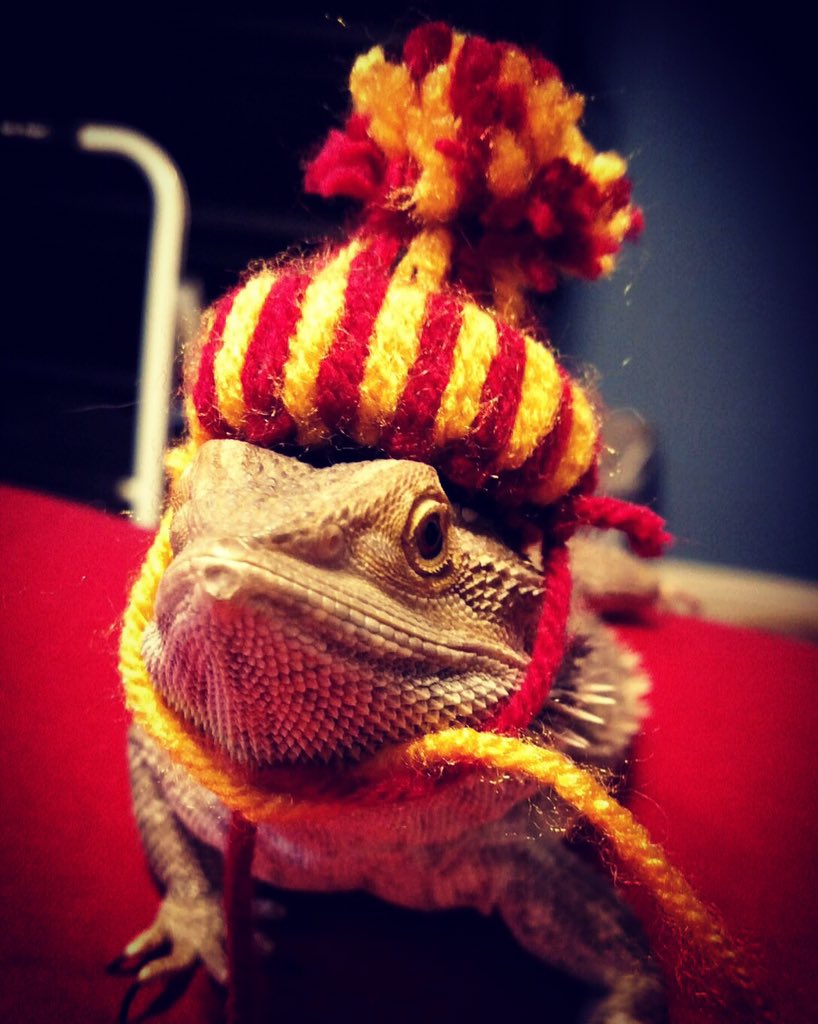 WeRateLizards's tweet photo. The best part about colder weather is lizard hats 10/10 https://t.co/gwsjbpqvpp