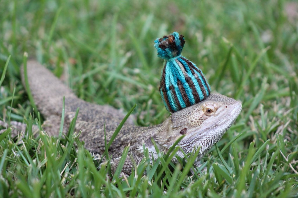 WeRateLizards's tweet photo. The best part about colder weather is lizard hats 10/10 https://t.co/gwsjbpqvpp