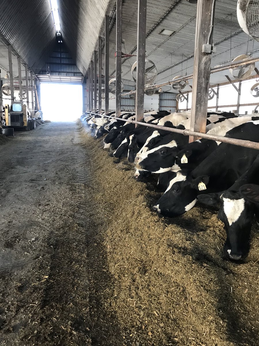 aerroTpalm's tweet photo. Happy Milk Cows eat #EnogenCorn for #MoreEnergy in every bite! #silage #energyreadycorn #feedingEnogen #choresfortheneighbor @SyngentaUS https://t.co/4iNKil52a8