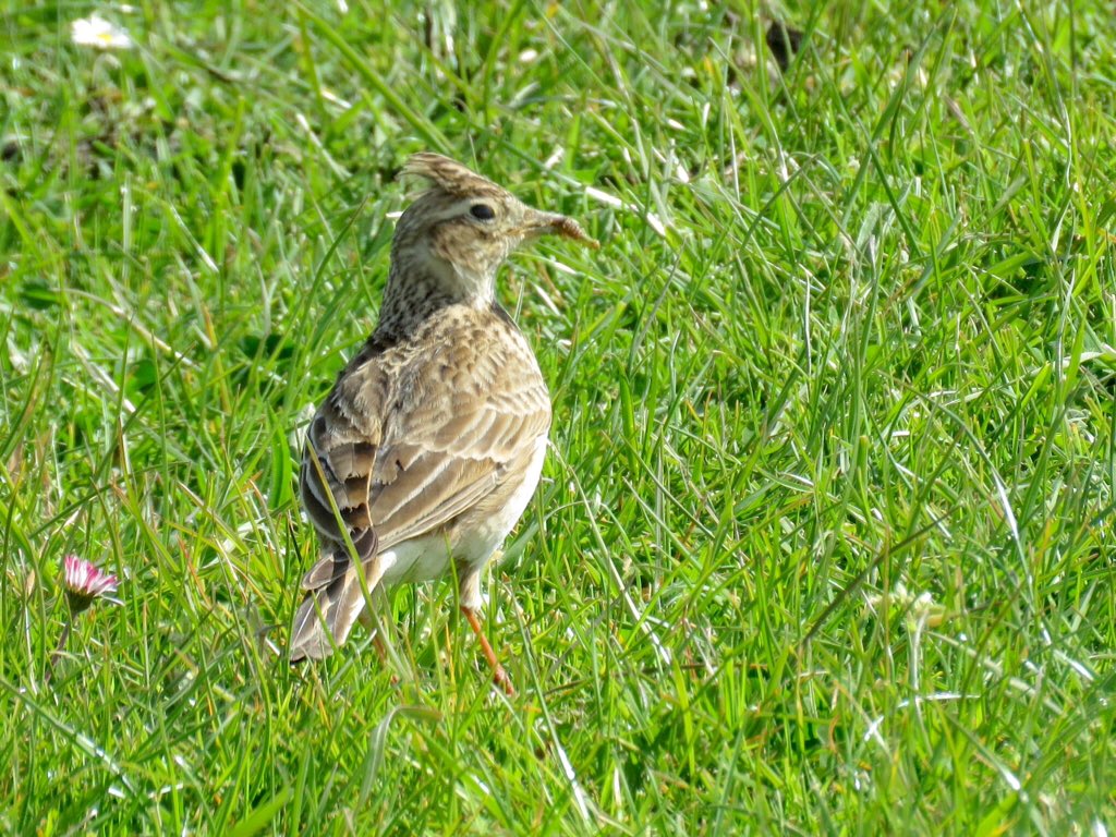 MarshesCrayford's tweet photo. #SaveOurMarshes #Greenbelt #CornBunting #Skylark #WaterVole - An Inquiry appeal has begun! Please support our campaign by sending your 
Comments, quoting: APP/D5120/W/17/3184205 to
https://t.co/3AWpC6LsNO
&amp; keep signing and sharing the petition too! Info:
https://t.co/LYaR1Mz1GM https://t.co/e4KslWAnWa