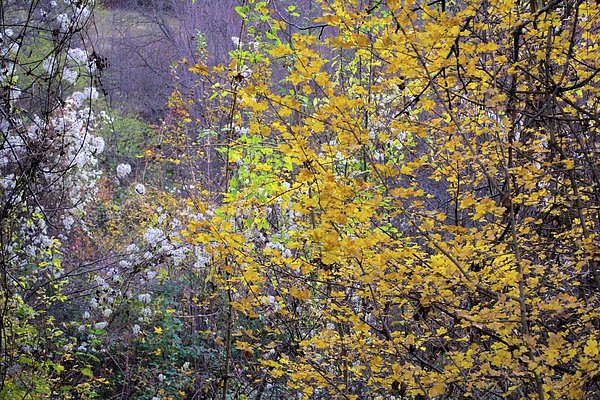 JMBTravelBG's tweet photo. New artwork for sale! - "Autumn view" - https://t.co/JIOQoe2vQa @fineartamerica https://t.co/ecNHieG5WX