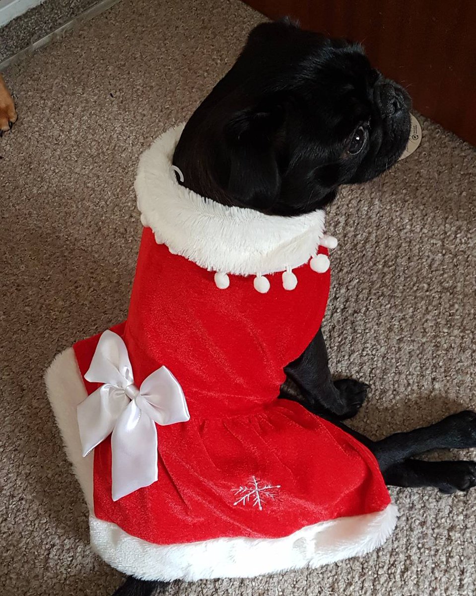 PugSouth's tweet photo. Getting in the mood my little yuna :) https://t.co/kykgWSjfHU