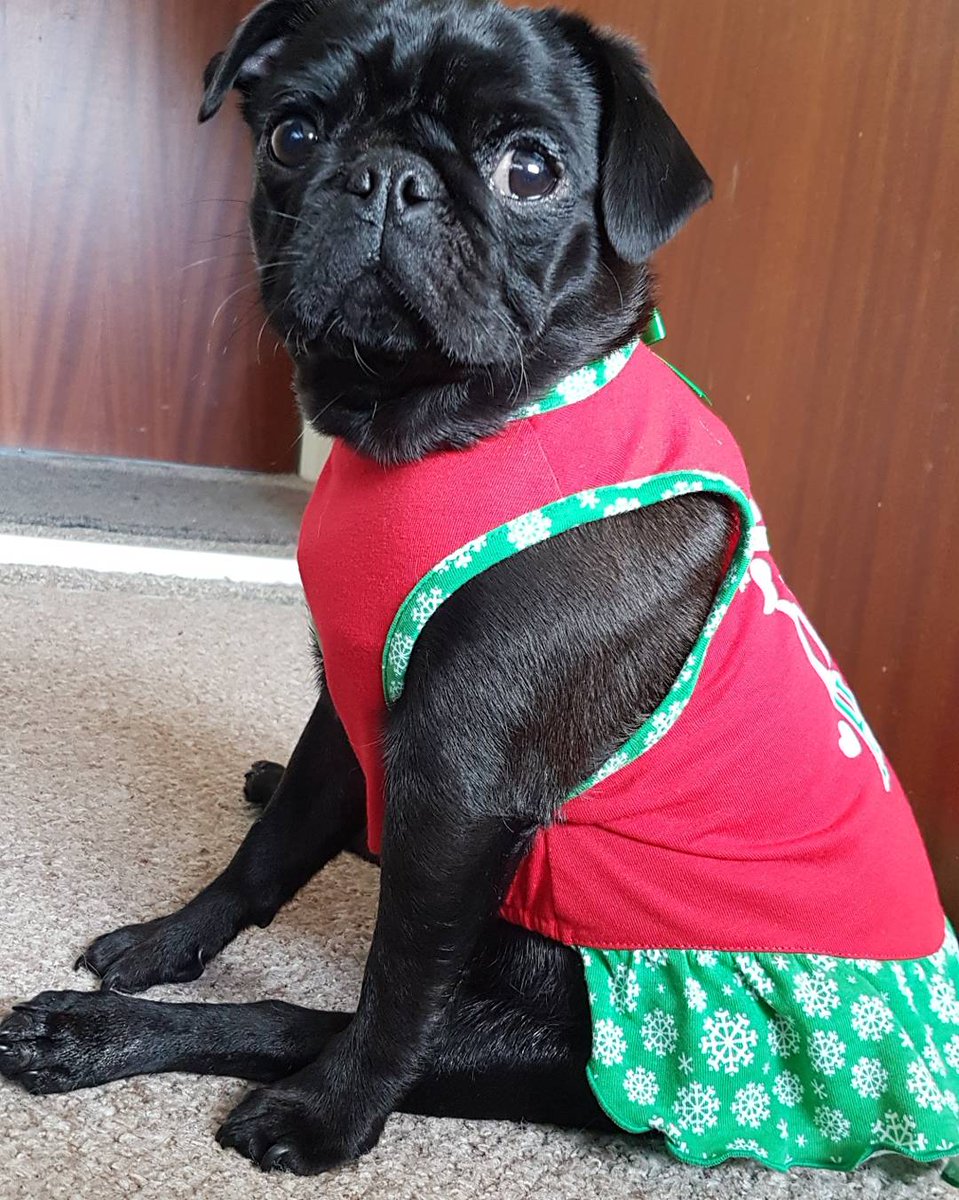 PugSouth's tweet photo. Getting in the mood my little yuna :) https://t.co/kykgWSjfHU