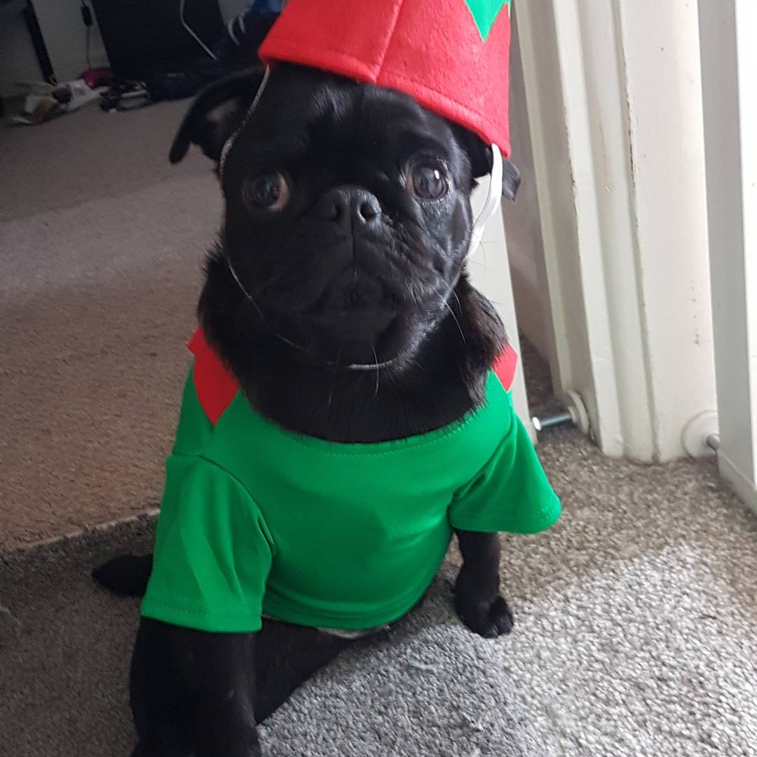 PugSouth's tweet photo. Getting in the mood my little yuna :) https://t.co/kykgWSjfHU
