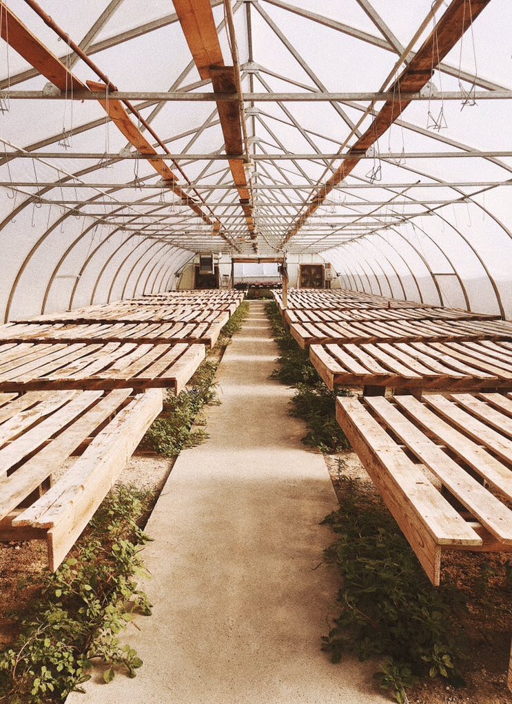 Luck Magazine tweet media