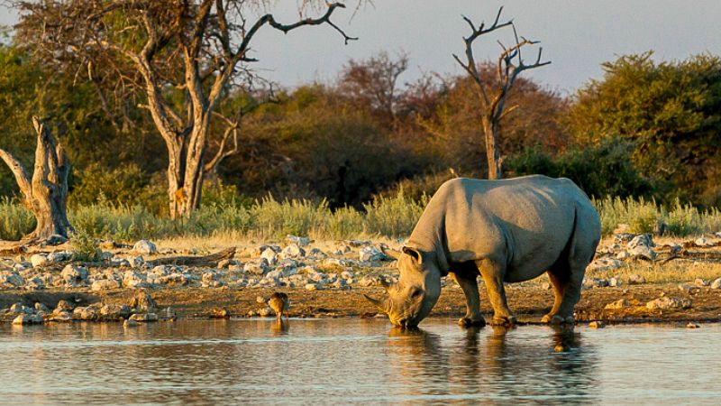 CSSDelivers's tweet photo. What we, at @CSSdelivers do on Saturday mornings?
https://t.co/putMde07aG
#CSS_cares #CSSdelivers #BattingForRhinos #SaveTheRhino
https://t.co/Yh16d9lpmT https://t.co/4qqLGGzXQx