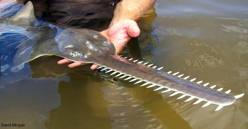 Shark Advocates (@sharkadvocates) on Twitter photo Western Australia: Researchers from <a href="/MurdochUni/">Murdoch University</a> have identified an important nursery for Critically Endangered Green Sawfish (Pristis zijsron) and are calling for conservation efforts to be focused there phys.org/news/2017-11-s… Western Australia: Researchers from <a href="/MurdochUni/">Murdoch University</a> have identified an important nursery for Critically Endangered Green Sawfish (Pristis zijsron) and are calling for conservation efforts to be focused there phys.org/news/2017-11-s…