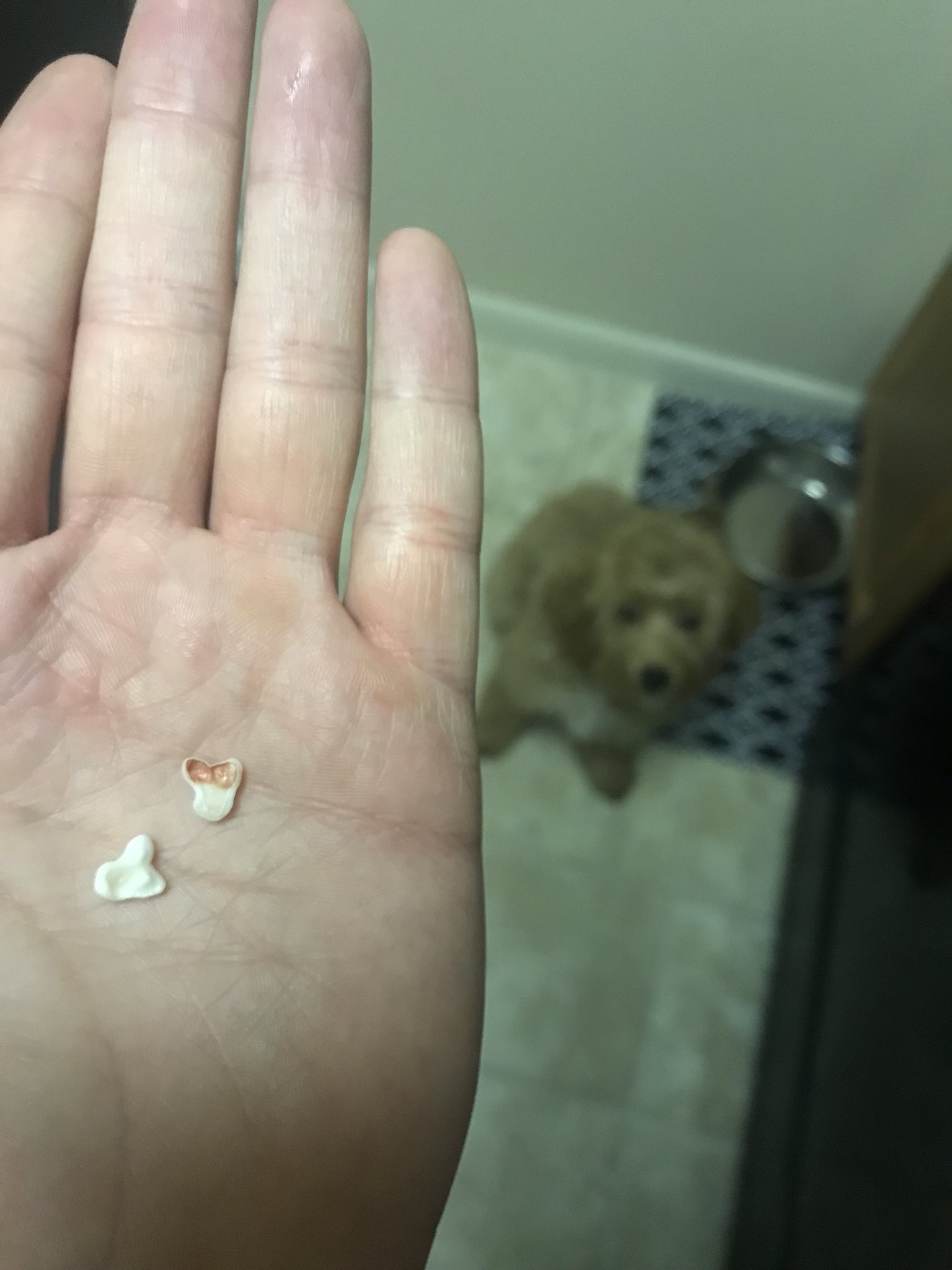 Which teeth do puppies lose