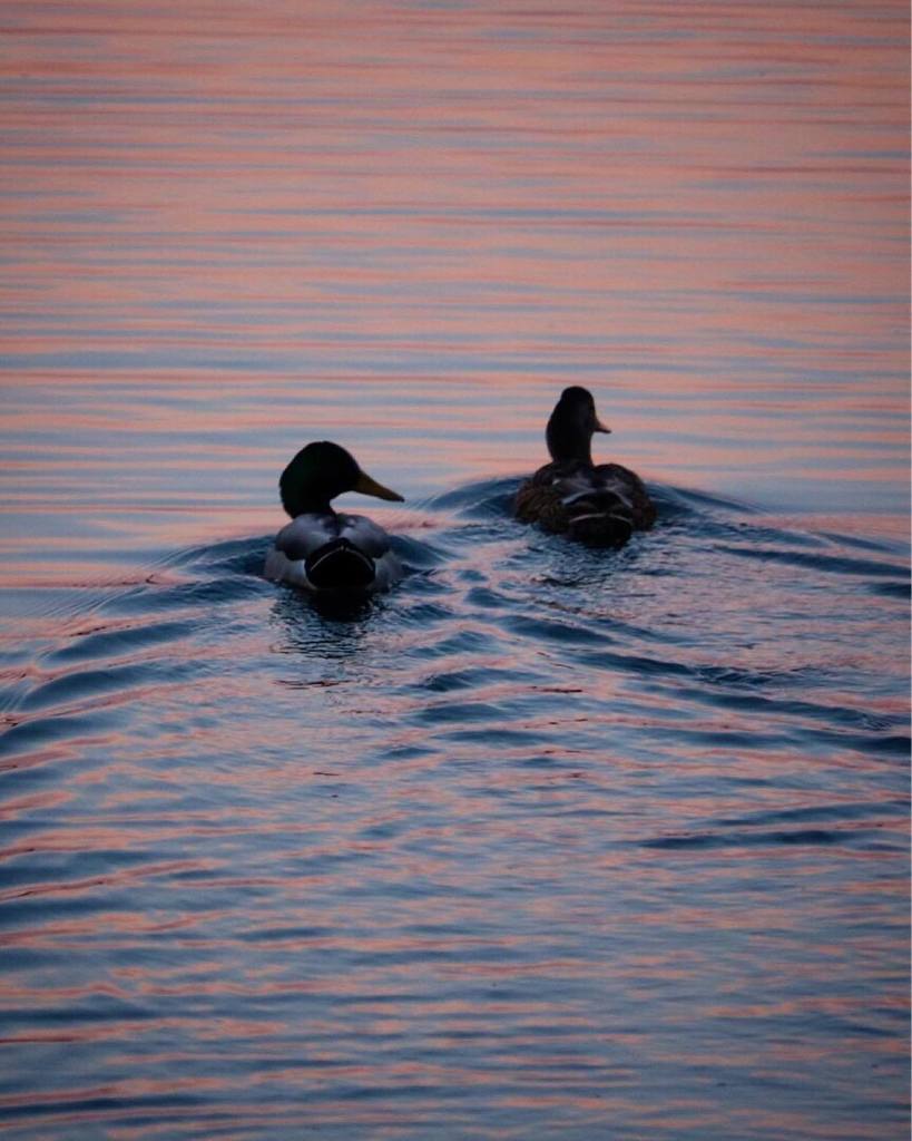FriendsOfHeinz's tweet photo. Spotted a little romance at the #refuge at #sunset .  #friendsofheinz #mallards #mallardsofinstagram #ducks #ducksofinstagram #heinzwildliferefuge #heinznwr #ripple #optoutside 🦆 https://t.co/T2Whdosdtz https://t.co/8plBymjzeB