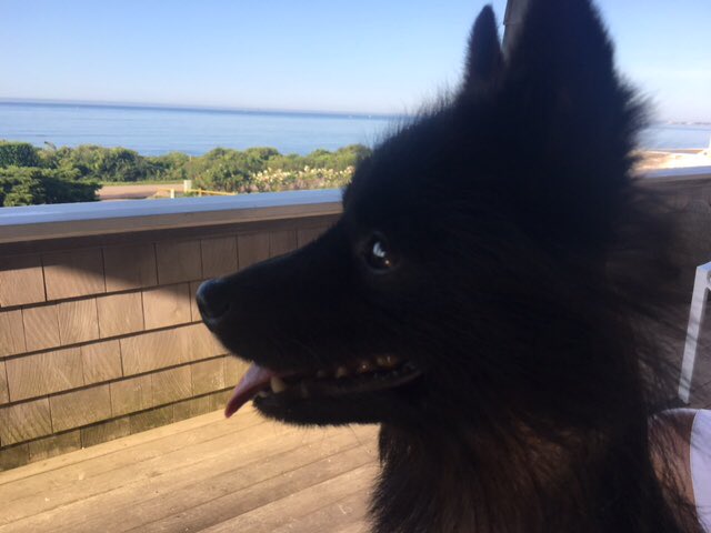 annenbcnews's tweet photo. Sad news. @cduffy4 @lallenbaugh and I lost our sweet George, star of many dog stories on Nightly News. #schipperke https://t.co/DxCwpoRwR5