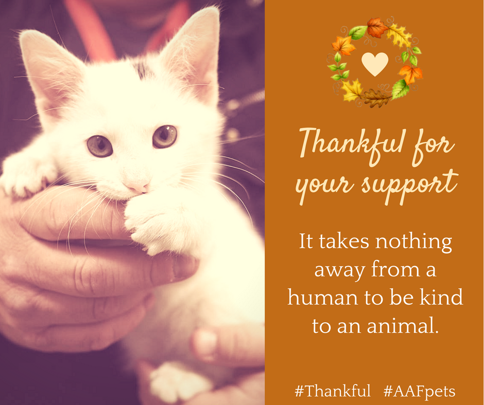 AAFPets's tweet image. #Thankful #AAFpets