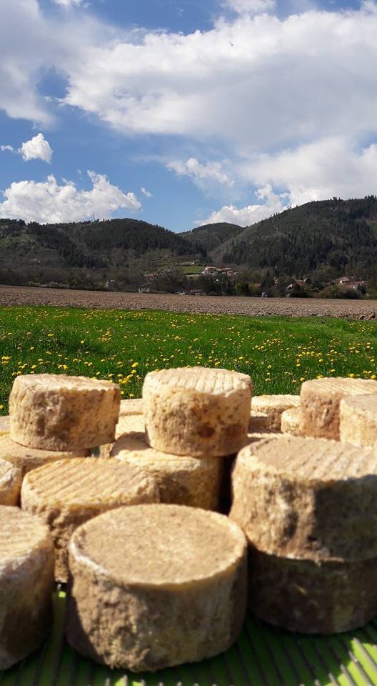 FermeChapuis's tweet photo. Marie sera sur TV5 Monde à partir de samedi prochain  pour parler de fromage fermier au lait cru aux artisons https://t.co/XLLvmVudp8
