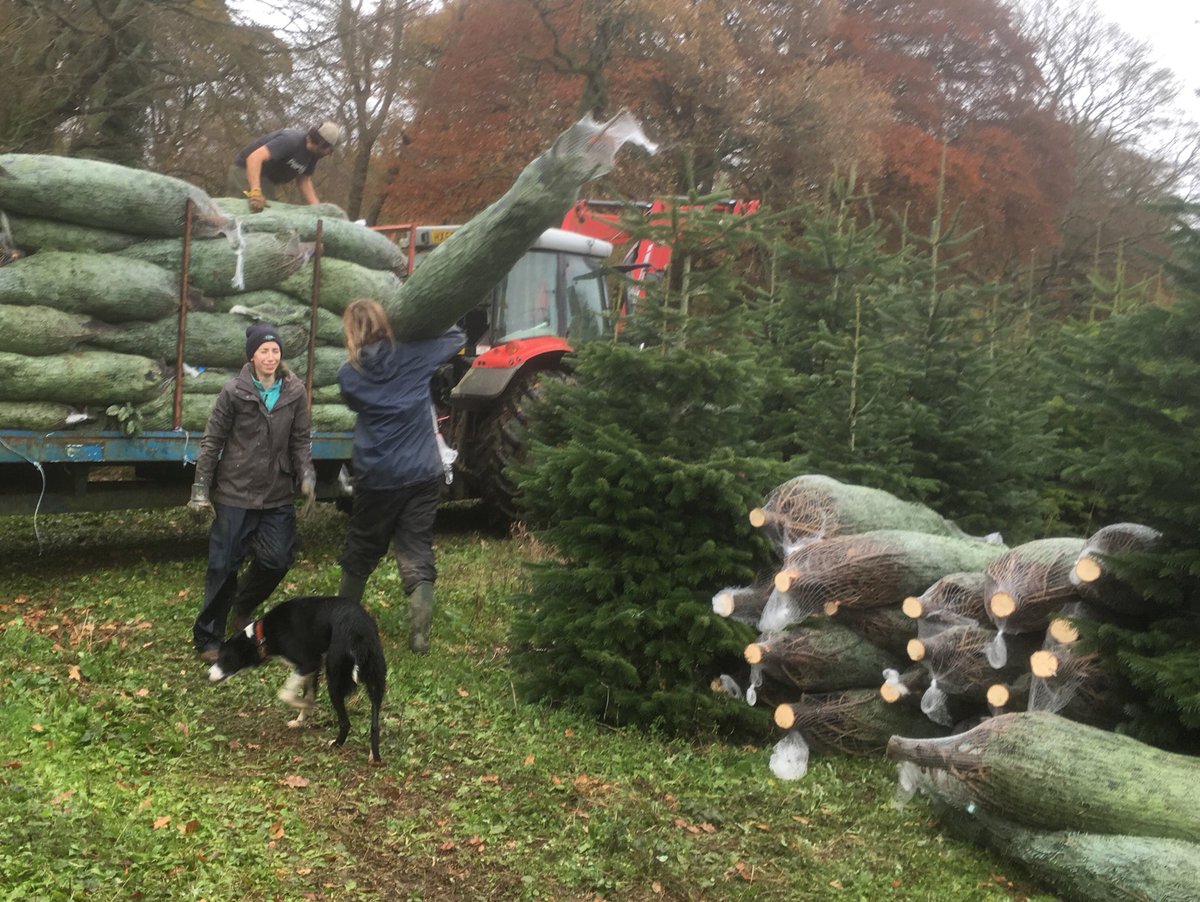 hampshirefairey's tweet photo. It's time again. Fantastic effort from all British workforce. 1500 cut, netted and safely in today #Christmas trees https://t.co/M3aRao2llE