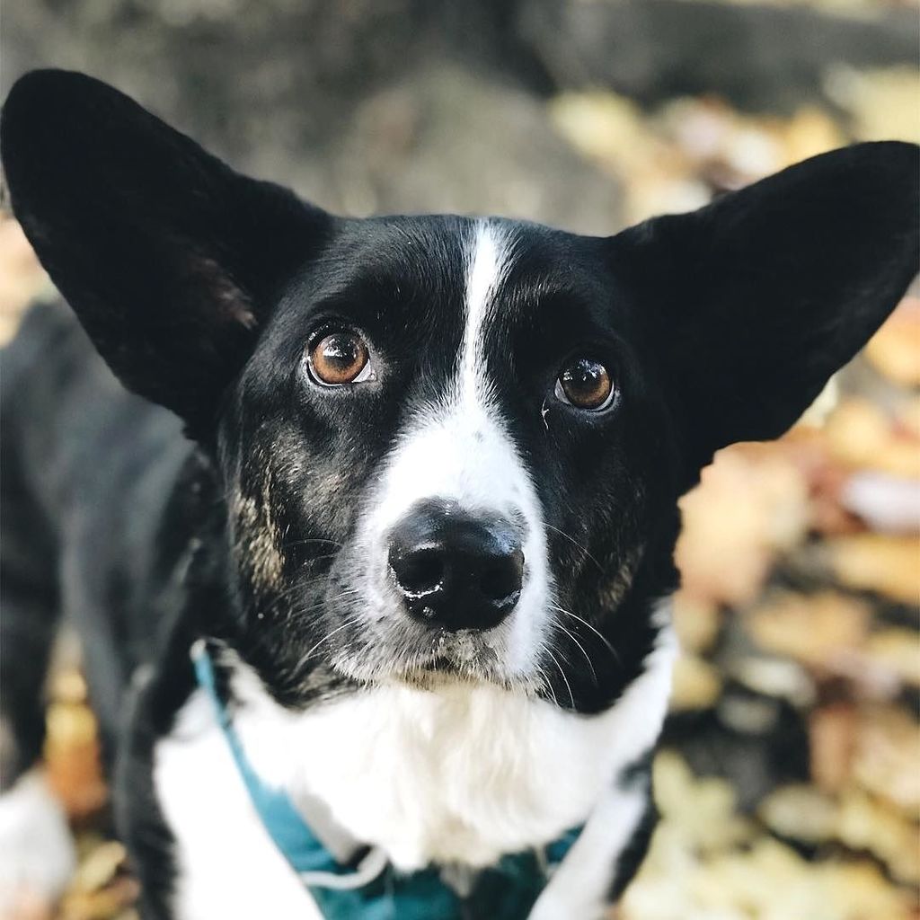 corgipuppie's tweet photo. https://t.co/BlEHR6uKCC https://t.co/EuNNrUarTy