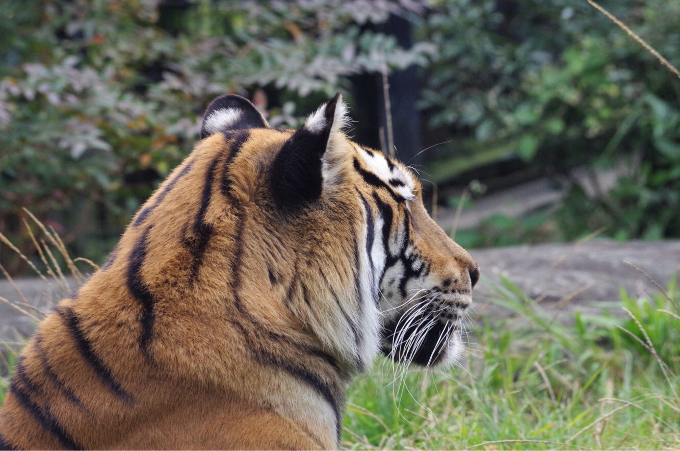 鹿児島市平川動物公園 ベンガルトラの ベル です 耳の後ろにご注目を この白い模様は虎 耳状斑 こじじょうはん と呼ばれます 親子や仲間のコミュニケーションに役立っている との説もありますがトラは単独性であること 子育てしないオスにもあること