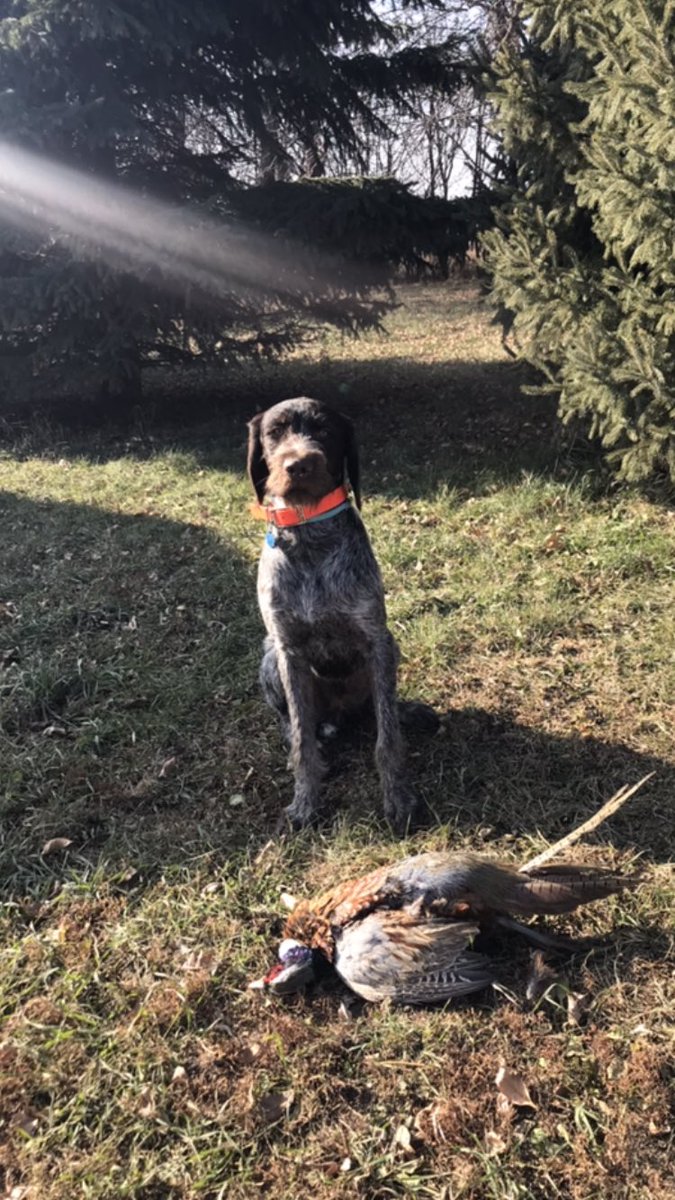 APWBauer's tweet image. Tough wind today but luckily got one. @pheasants4ever #WildPolarisHunt