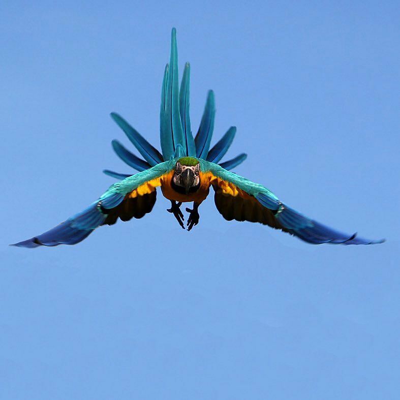 Imagen de esta noche: Guacamaya aterrizando desde los cielos de Caracas