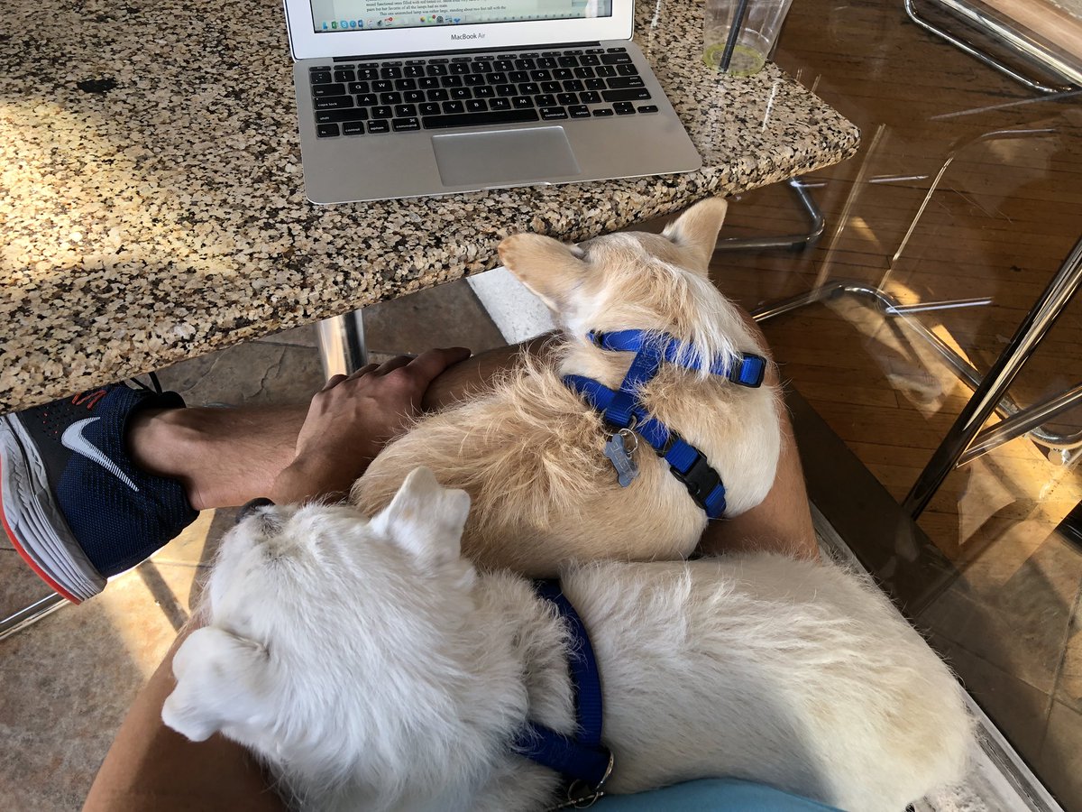DoctorMikeDow's tweet photo. Rocco and Emmett are requesting I credit them as cowriters on my next book. #LaptopsAndLapdogs https://t.co/1VfY8E2XuL