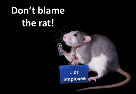 BehaviorTruth's tweet image. #Dontblametherat is a common phrase used by #behavioranalysts - it suggests the environment determines #behavior. This concept is usually applied in #obm settings: don’t blame the employee for poor performance, simply change the work environment to increase performance. #ABA