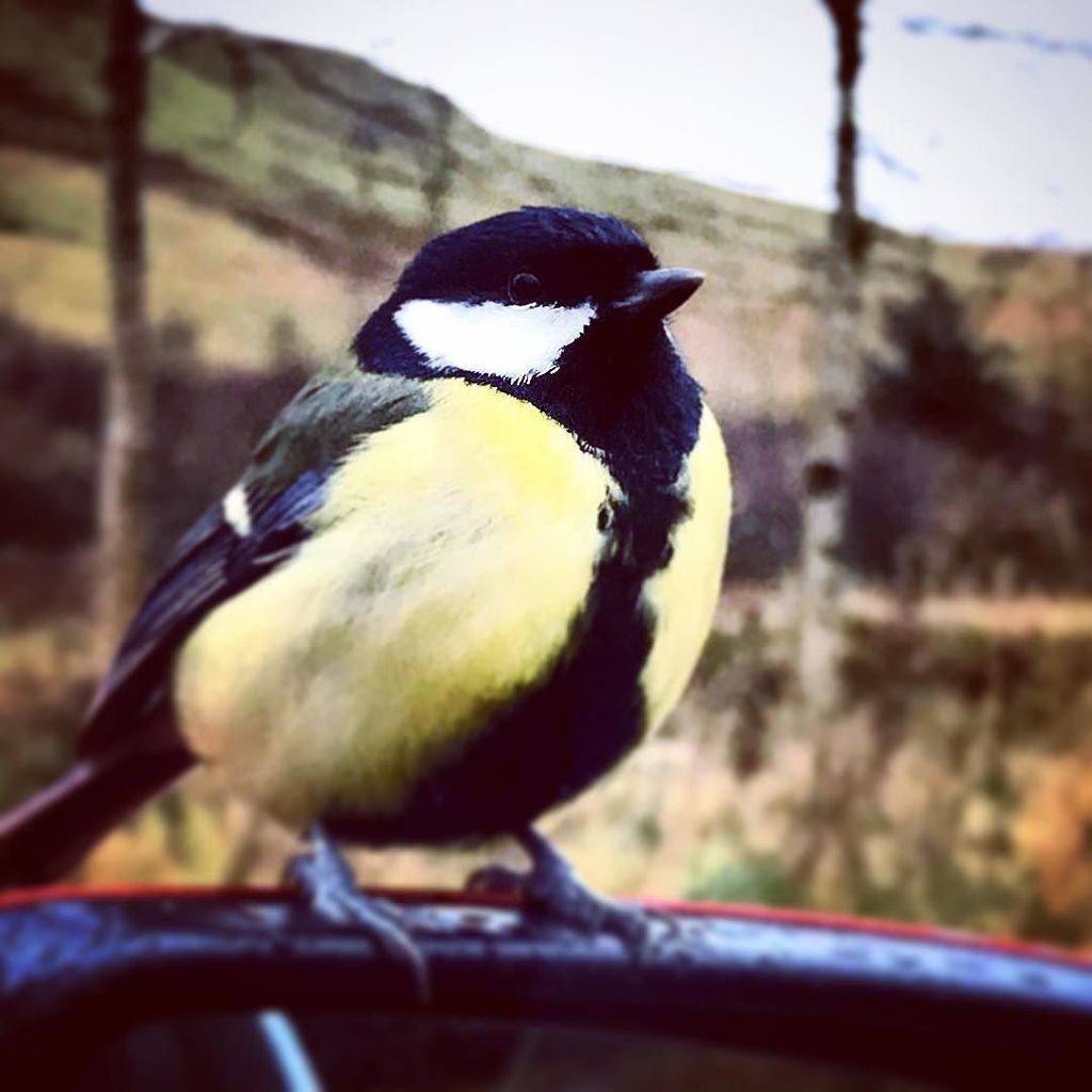 MatHinton's tweet photo. When someone joins the party you know it’s right. Nature knows #hike #hiking# #summit #chermat7summits #wales #summittraining #neverstopexploring #adventure #livelife #love #greatoutdoors @tourtheplanet @awesomeglobe @followmefaraway @backcountry @natgeo… https://t.co/WJzim1QdZY https://t.co/PEhwKru5ix